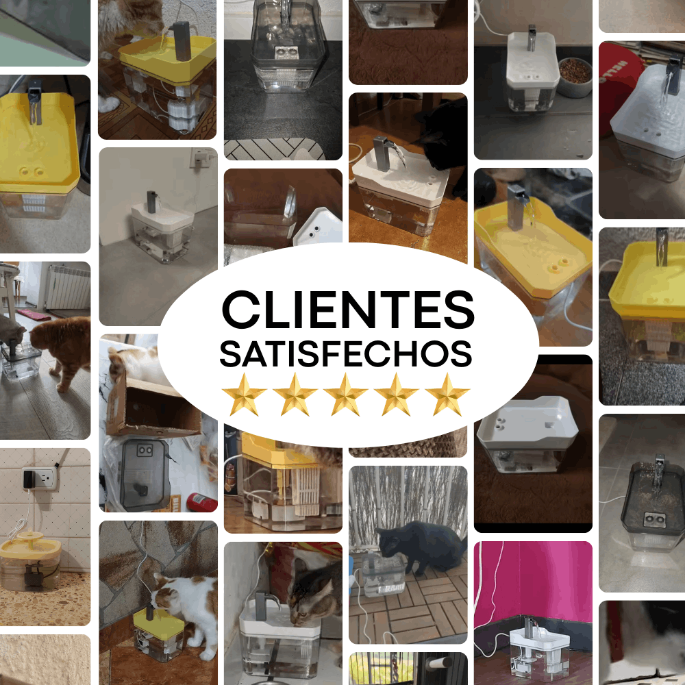 Fuente de Agua + Recetario Digital