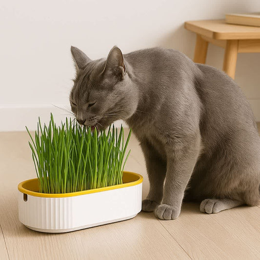 Gato gris comiendo pasto fresco cultivado en matera color amarillo sobre piso de madera