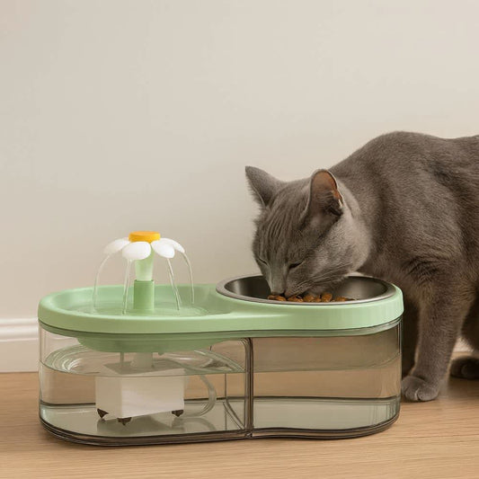 Gato gris comiendo croquetas junto a fuente verde con flor purificadora