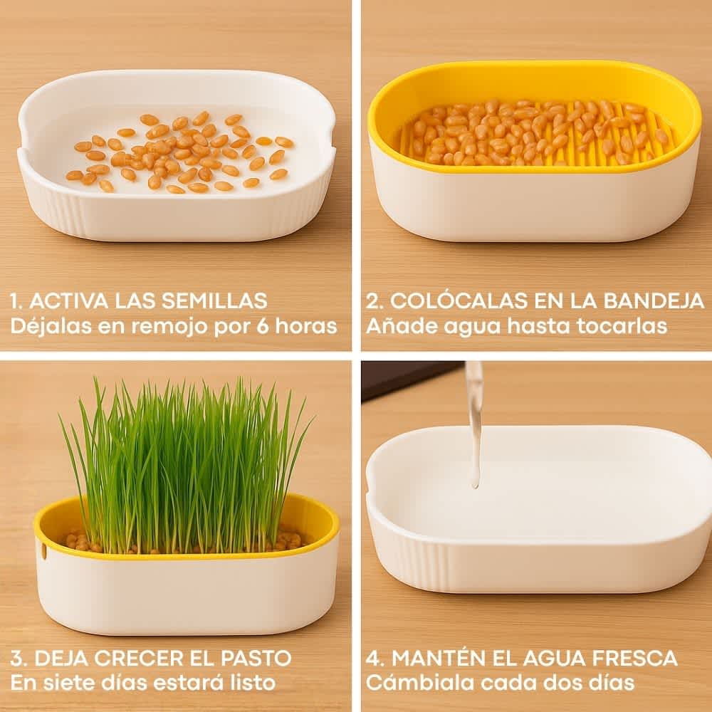 Instrucciones para cultivar pasto gatuno en 4 pasos: activar semillas, colocar, regar y dejar crecer