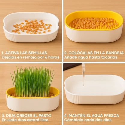 Instrucciones para cultivar pasto gatuno en 4 pasos: activar semillas, colocar, regar y dejar crecer